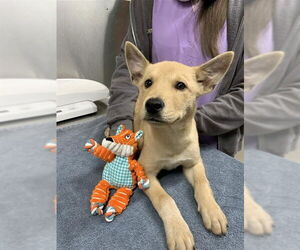 Huskies -Labrador Retriever Mix Dogs for adoption in Fairbanks, AK, USA