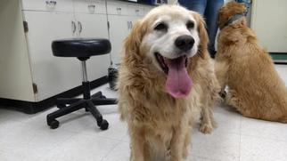 Golden Retriever Dogs for adoption in Camarillo, CA, USA