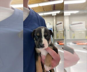 Black Mouth Cur-Unknown Mix Dogs for adoption in Waco, TX, USA
