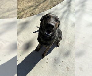 German Shepherd Dog-Unknown Mix Dogs for adoption in Riverside, CA, USA