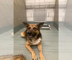 German Shepherd Dog Dogs for adoption in Baytown, TX, USA