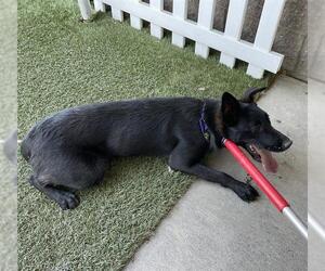 German Shepherd Dog Dogs for adoption in Modesto, CA, USA