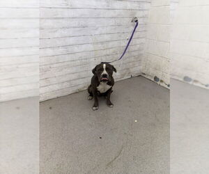American Pit Bull Terrier Dogs for adoption in San Bernardino, CA, USA