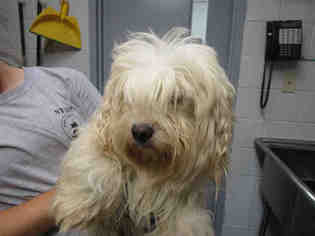 Maltese-Unknown Mix Dogs for adoption in Bowling Green, OH, USA