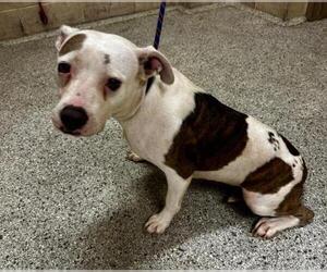 American Pit Bull Terrier-Unknown Mix Dogs for adoption in Conroe, TX, USA