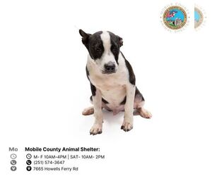 American Bulldog-Unknown Mix Dogs for adoption in Mobile, AL, USA