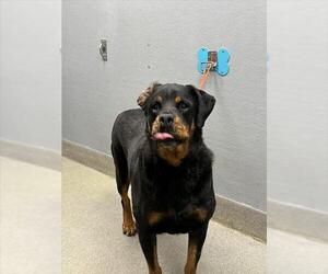 Rottweiler-Unknown Mix Dogs for adoption in Las Vegas, NV, USA