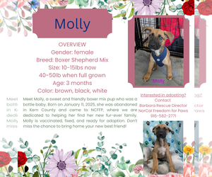 Boxer-Unknown Mix Dogs for adoption in Rancho Cordova, CA, USA