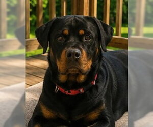 Rottweiler Dogs for adoption in Hillsboro, NH, USA