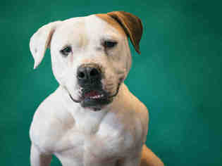 American Bulldog Dogs for adoption in Norfolk, VA, USA