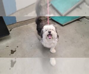 Old English Sheepdog-Unknown Mix Dogs for adoption in Camarillo, CA, USA