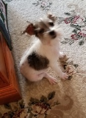 Medium Photo #1 Mutt Puppy For Sale in Landenberg, PA, USA