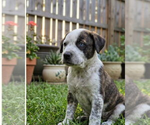 Mutt Dogs for adoption in Hillsboro, MO, USA