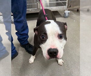 American Pit Bull Terrier Dogs for adoption in Forestville, MD, USA