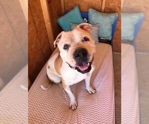 American Bulldog-Unknown Mix Dogs for adoption in Queen Creek, AZ, USA