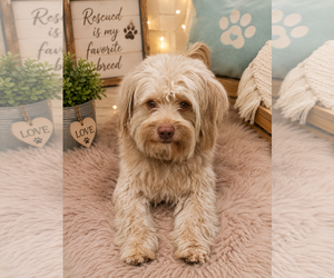 Havanese Dogs for adoption in Menifee, CA, USA