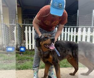 Rottweiler-Unknown Mix Dogs for adoption in Shreveport, LA, USA