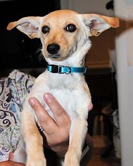Chiweenie Dogs for adoption in Point Pleasant, PA, USA