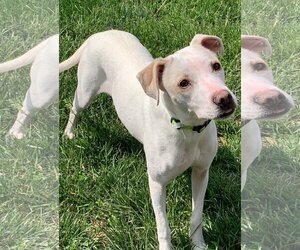 Lab-Pointer Dogs for adoption in Batavia, OH, USA