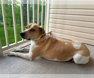 Beagle-Unknown Mix Dogs for adoption in Westwood, NJ, USA