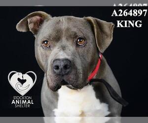 American Pit Bull Terrier Dogs for adoption in Stockton, CA, USA