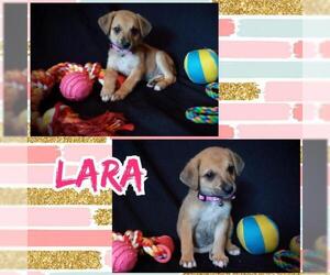 Labbe Dogs for adoption in Jenkintown, PA, USA