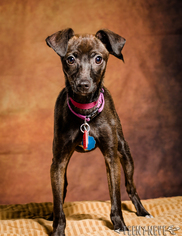 Italian Greyhuahua Dogs for adoption in Minneapolis, MN, USA