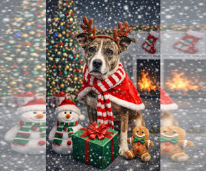 American Bandogge mastiff Dogs for adoption in Spotsylvania, VA, USA