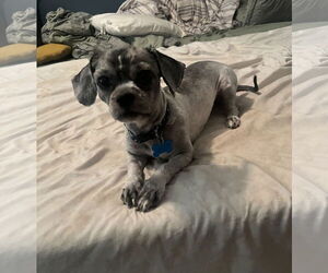 Shih Tzu-Unknown Mix Dogs for adoption in Plainfield, IL, USA