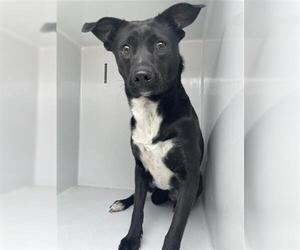 Labrador Retriever-Unknown Mix Dogs for adoption in Houston, TX, USA