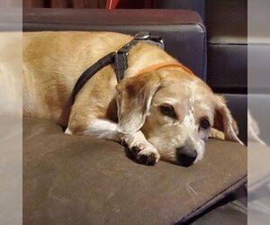Maltese Dogs for adoption in Helena, AL, USA