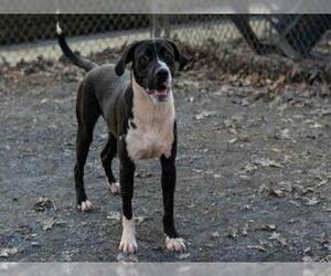 Labrador Retriever Dogs for adoption in Atlanta, GA, USA