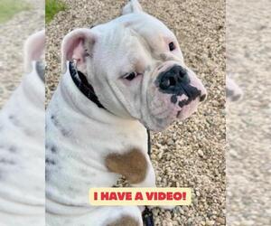 Bulldog Dogs for adoption in Forestville, MD, USA