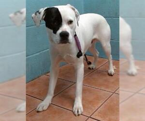 American Pit Bull Terrier Dogs for adoption in Downey, CA, USA