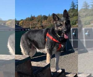 German Shepherd Dog Dogs for adoption in St Helens, OR, USA