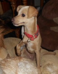 Medium Photo #1 Chihuahua Puppy For Sale in Yucaipa, CA, USA