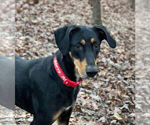 Doberman Pinscher Dogs for adoption in Parker Ford, PA, USA