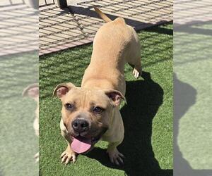 Staffordshire Bull Terrier Dogs for adoption in Sacramento, CA, USA