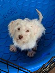 Havanese Dogs for adoption in Commerce, GA, USA
