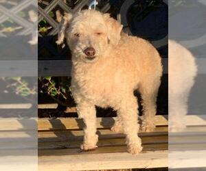 Poodle (Miniature) Dogs for adoption in Glendale , AZ, USA