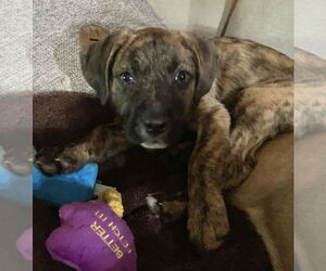 Mutt Dogs for adoption in Royal Palm Beach, FL, USA