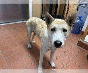 German Shepherd Dog-Unknown Mix Dogs for adoption in Camarillo, CA, USA