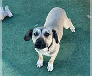 German Shepherd Dog Dogs for adoption in Redlands, CA, USA