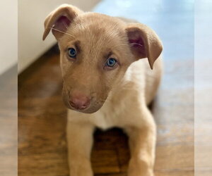 Shepradors Dogs for adoption in Minneapolis, MN, USA