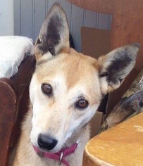 Shiba Inu Dogs for adoption in Mankato, MN, USA