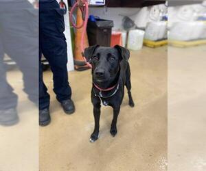 Mutt Dogs for adoption in Chula Vista, CA, USA