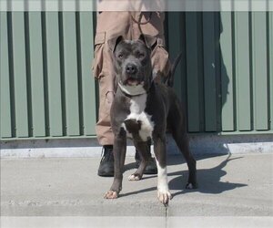American Pit Bull Terrier Dogs for adoption in Louisville, KY, USA
