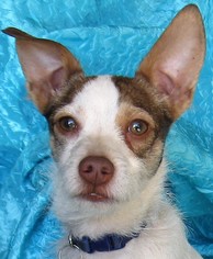 Medium Photo #1 Mutt Puppy For Sale in Cuba, NY, USA