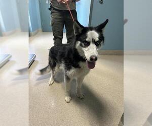 Siberian Husky Dogs for adoption in Newton, NC, USA