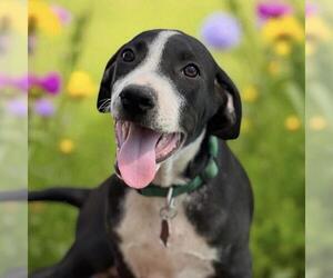 Labrador Retriever-Unknown Mix Dogs for adoption in San Diego, CA, USA
